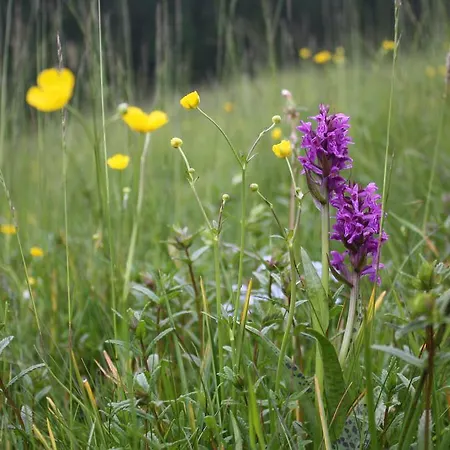 Koliba U Kuba A Rekreacne